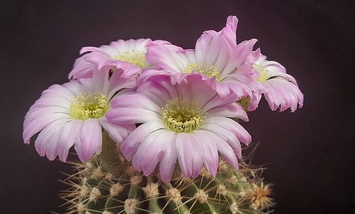 Acanthocalycium.JCs_05
